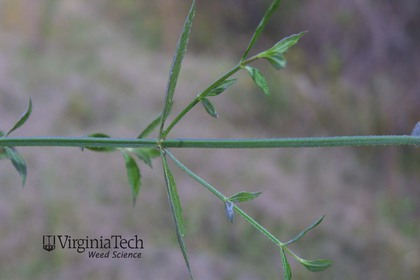 Weed photograph 3