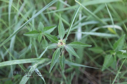 Weed photograph 1