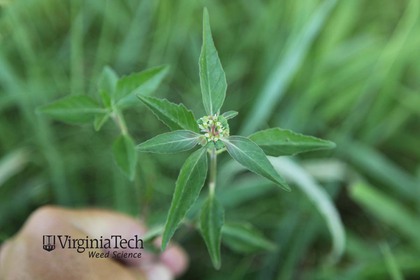Weed photograph 2
