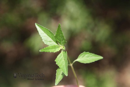Weed photograph 3