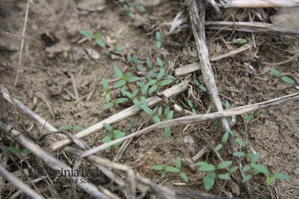 Weed photograph 3
