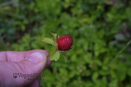 Weed photograph 5