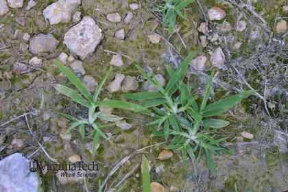 Weed photograph 7