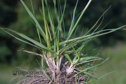 Weed photograph 4