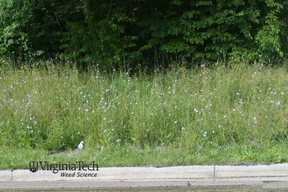 Weed photograph 2