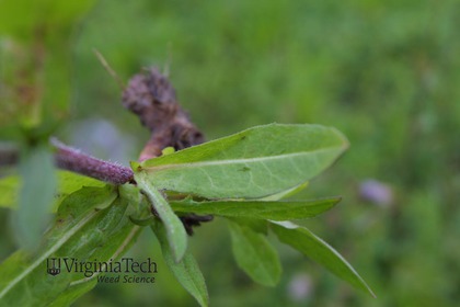 Weed photograph 5