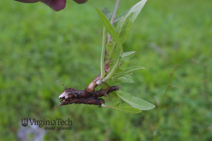 Weed photograph 6