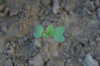 Weed photograph 2