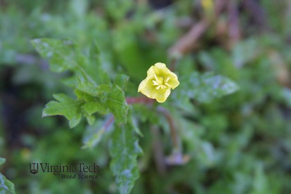 Weed photograph 2