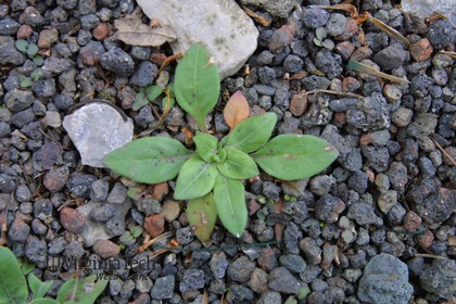 Weed photograph 3