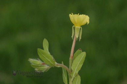 Weed photograph 4