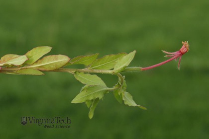 Weed photograph 5
