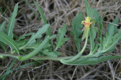 Weed photograph 6