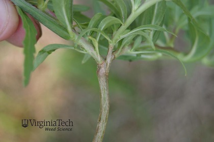 Weed photograph 7