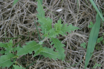 Weed photograph 8