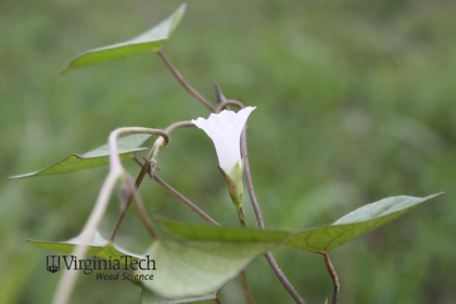 Weed photograph 2