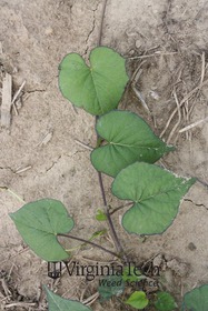 Weed photograph 3