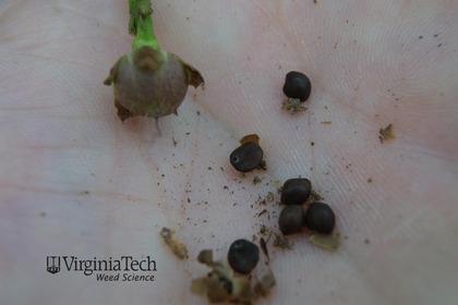 Weed photograph 5