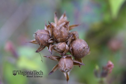 Weed photograph 6