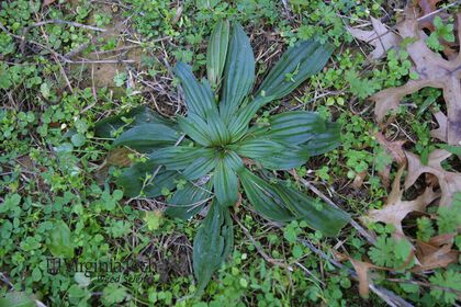 Weed photograph 1