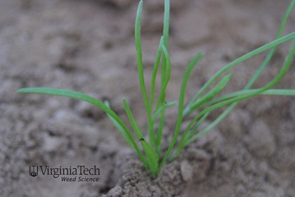 Weed photograph 2