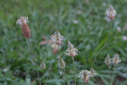Weed photograph 4