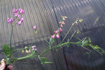 Weed photograph 1