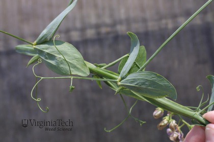 Weed photograph 4